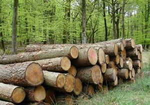 lumber pic2
